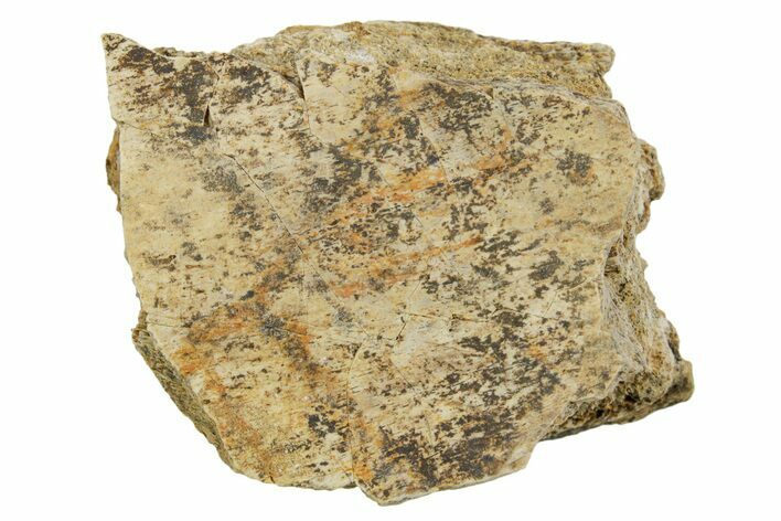 Dinosaur (Triceratops) Frill Shield Section - Montana #373774